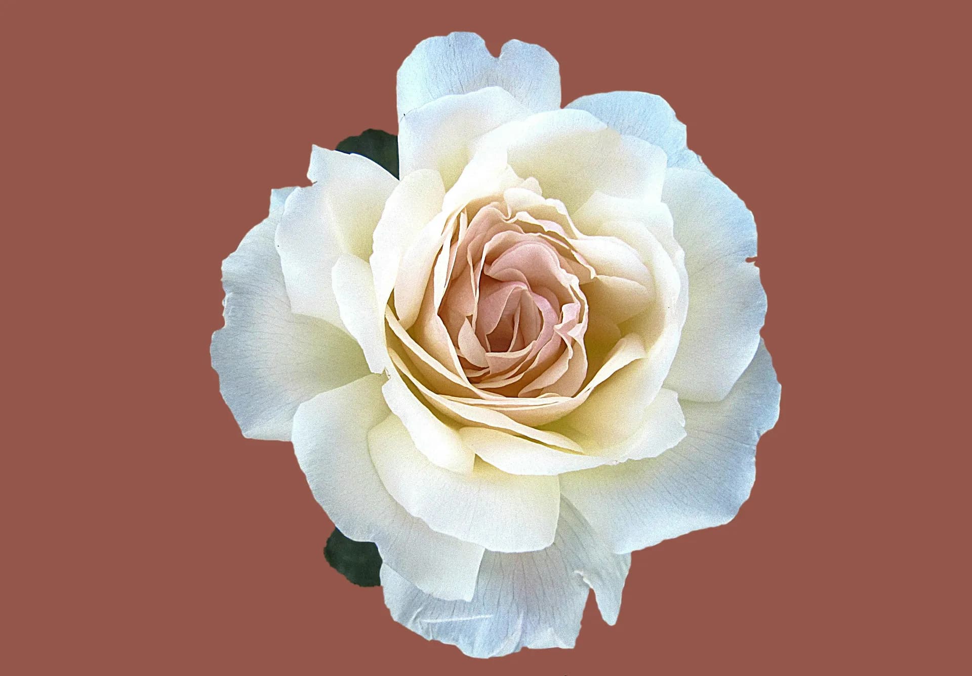 Fond Lady Beaute